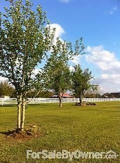 2 producing pear trees, along with a mulberry tree.