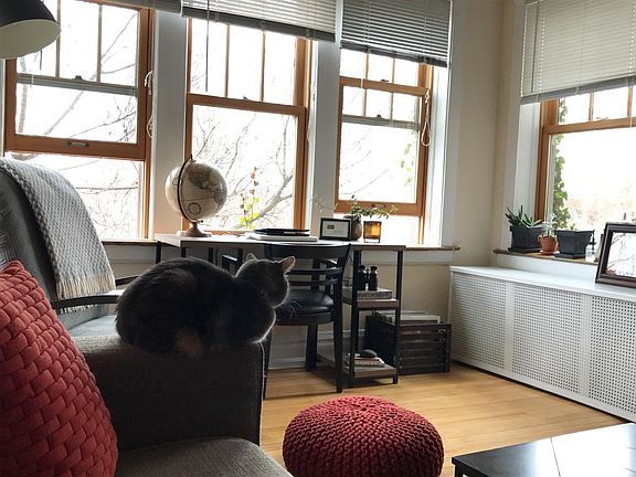 Front room windows... cat not included