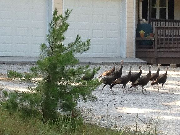 Wild Turkey