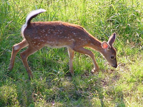 Baby deer just off back deck