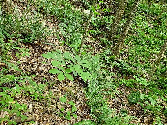 3rd image of 235 County Rd Lot 1