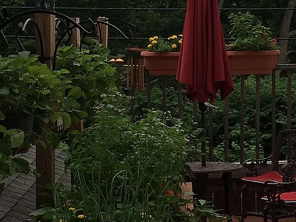 Beautiful side deck with veg