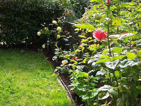 rose garden
