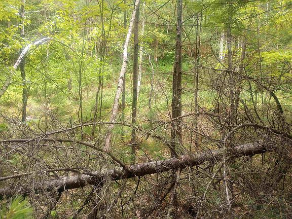 5th image of Swiftwater Circle #255
