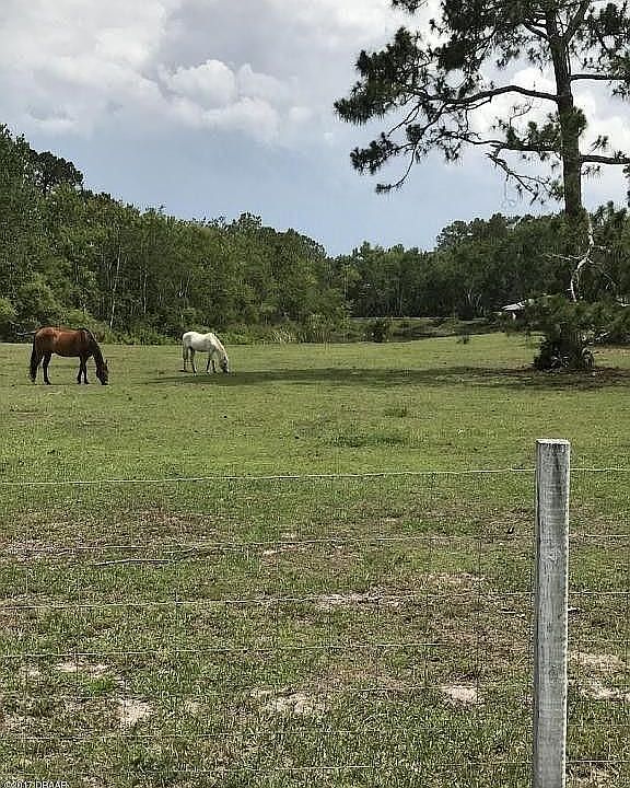 great for privacy and 2 horses