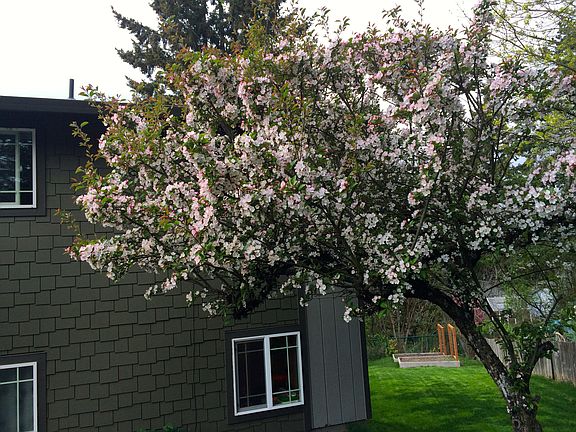 Front yard, tree in bloom
