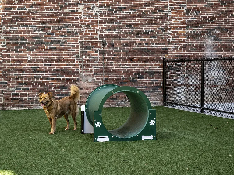 Dog Park With Agility Equipment.