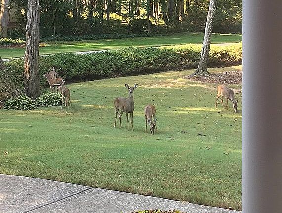 Beautiful wildlife at times