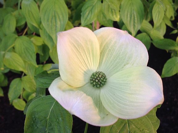 Dogwoods and Japanese Maples