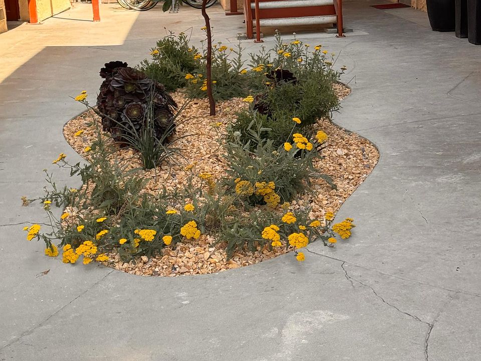 Common areas have native planting with a variety of flower and leaf color...