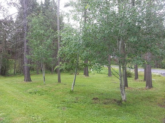 aspens & pines in front yard