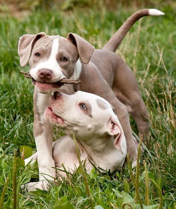 3 pets welcome, no restictions