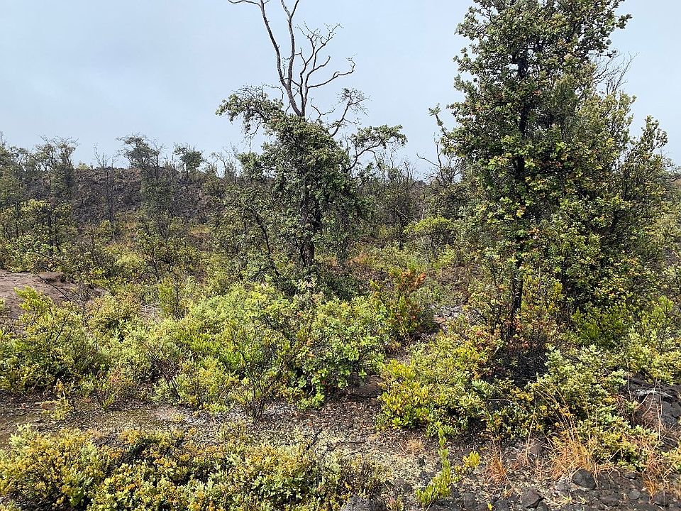 1st image of Lot 31