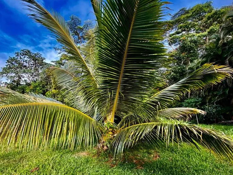Kuhio Hwy — Photo 18