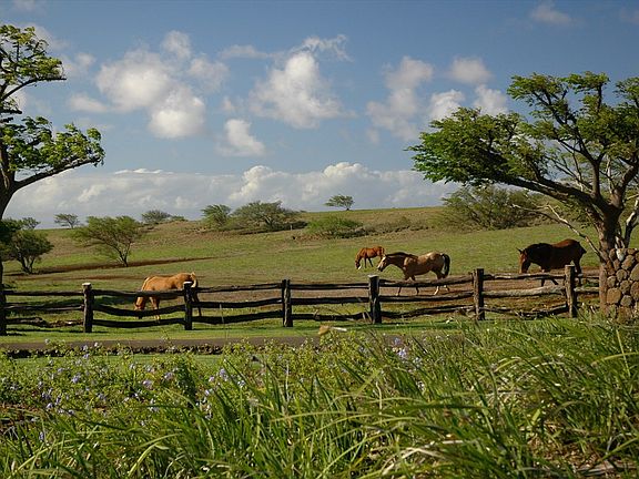 4th image of 56-168 Pualani Lot 2-A