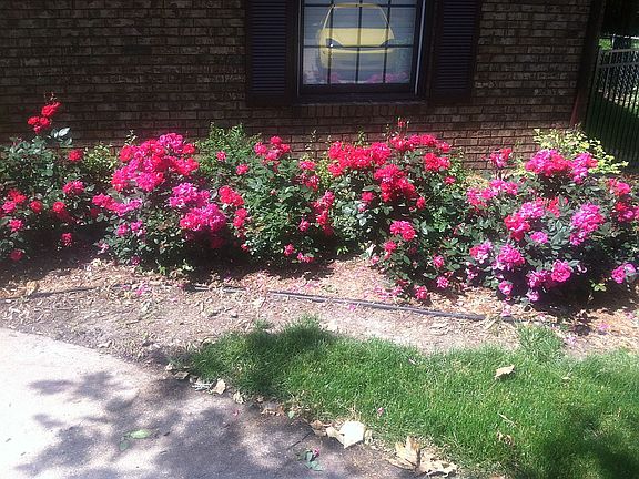 Roses in front of house