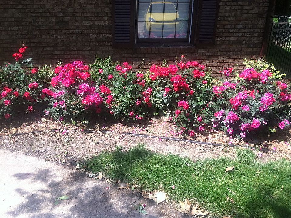 Roses in front of house