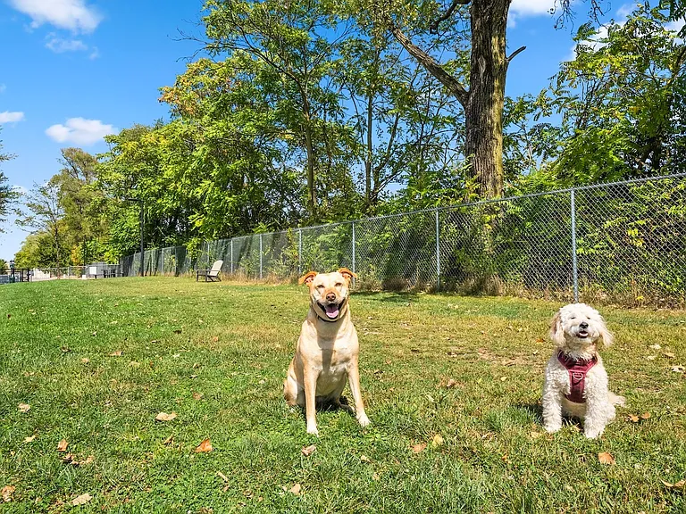 Dog Park