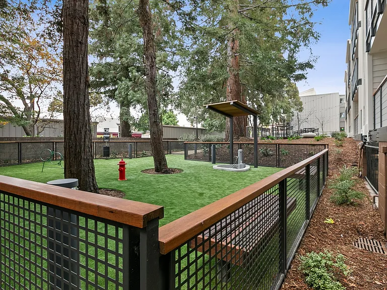 Take your furry friend out to play