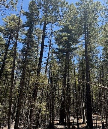 3rd image of Sawyer Mesa Rd