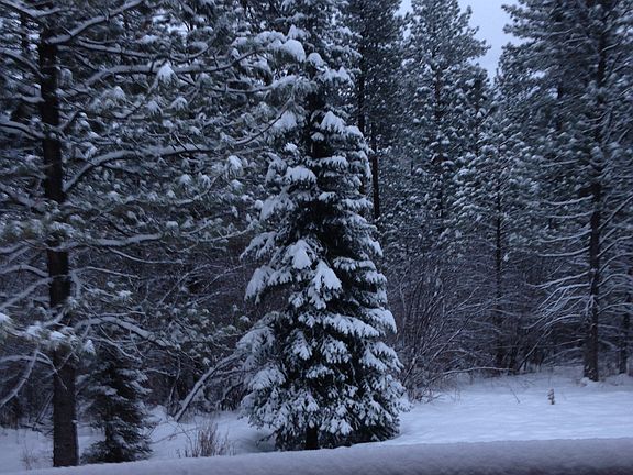 Backyard from the deck