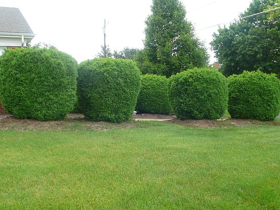 Boxwoods 