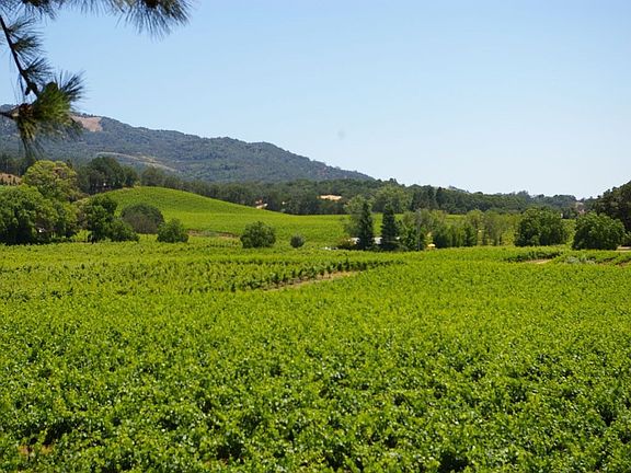 View from Dining Room