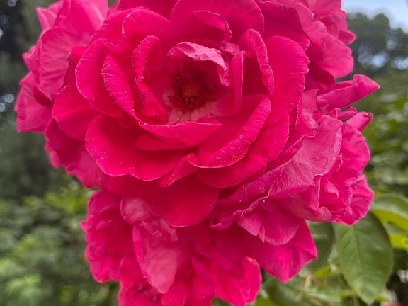 Beautiful roses on the property