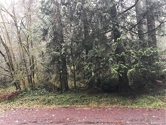 Evergreens on lot 33