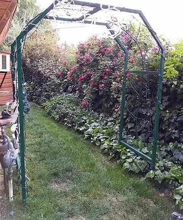 side yard_10172015