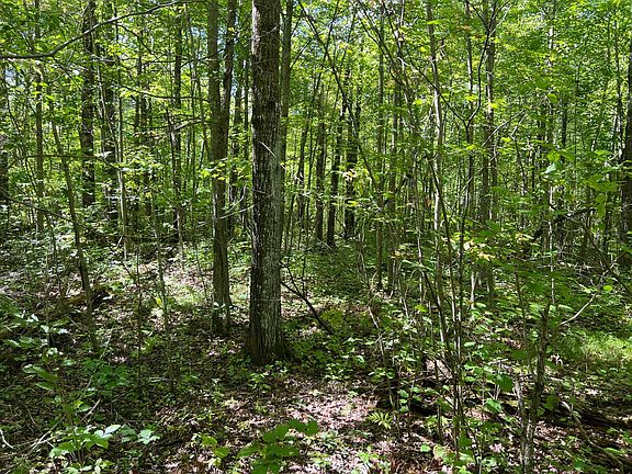 3rd image of 0 Maple Tree Ln