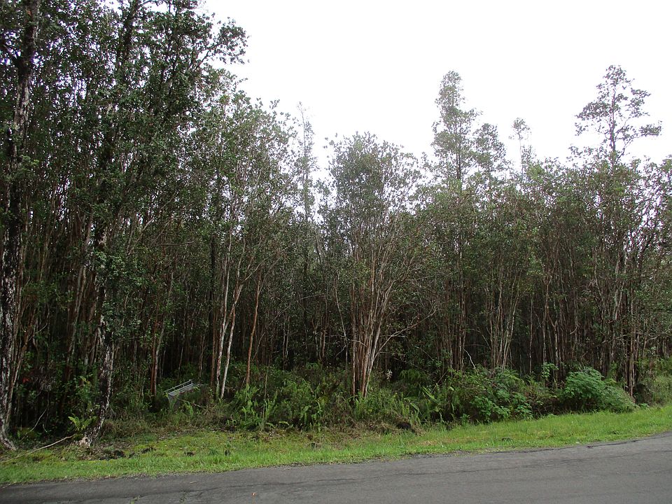 2nd image of Hibiscus St Lot 6220