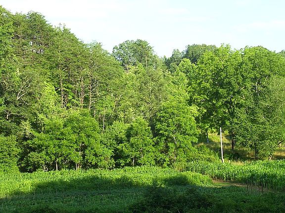 Photo from Coopers Creek Rd