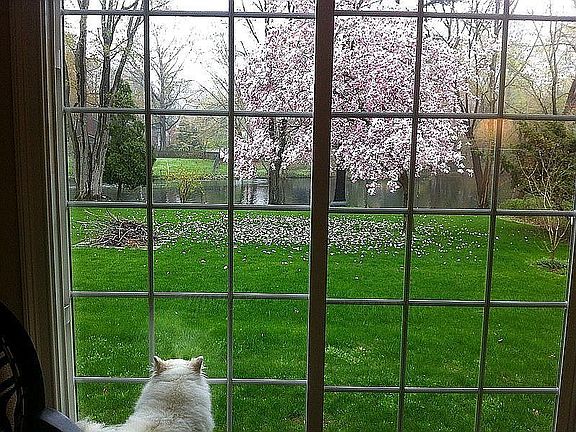 Dog enjoying the magnolia