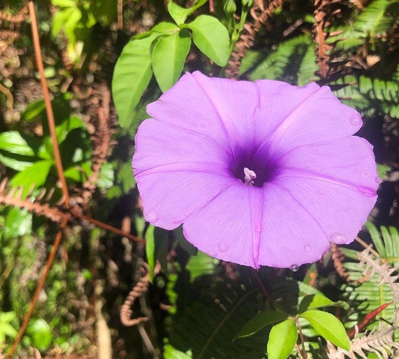 1st image of Pohaku Cir Lot 8278