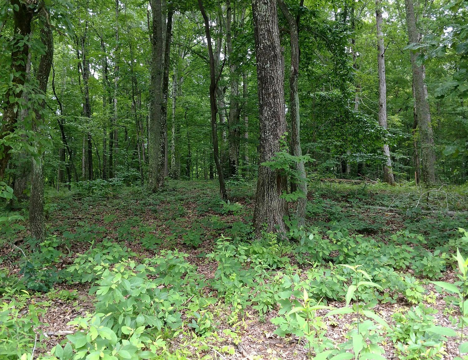 Mill Creek Rd 1, Andersonville, TN 37705 Zillow