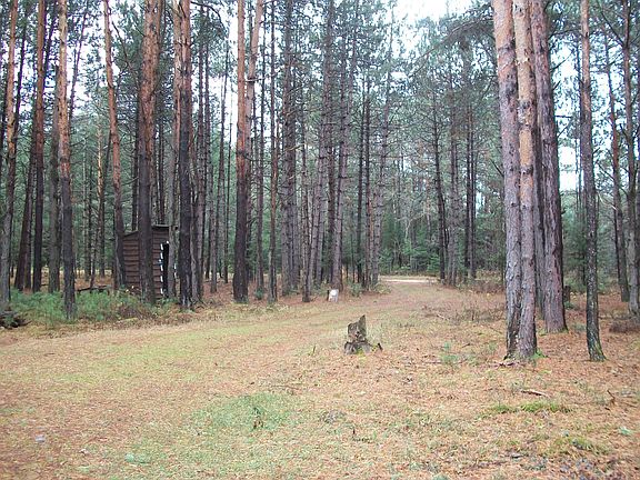 Nestled in the Woods