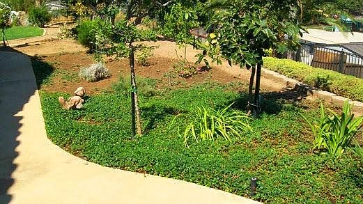 Side Yard
