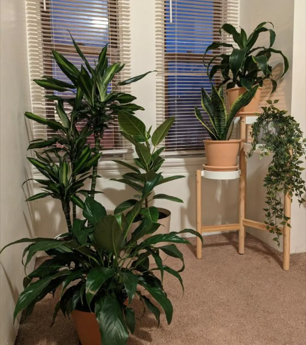 1 bed, $995 — Photo 4
