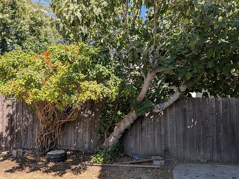 Backyard (right side)