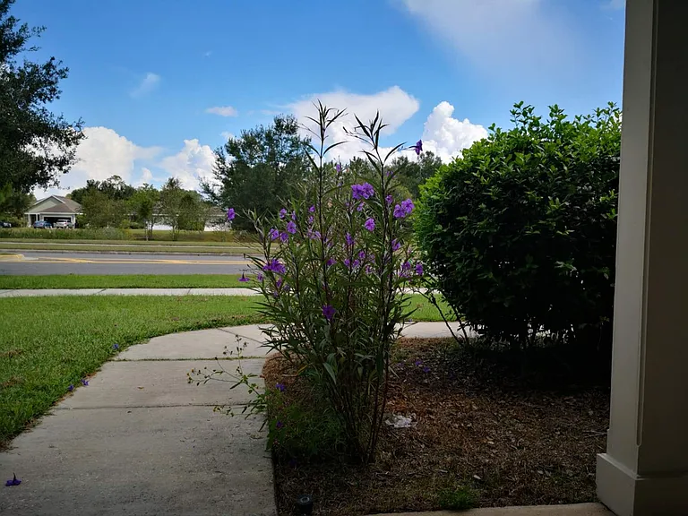 front yard
