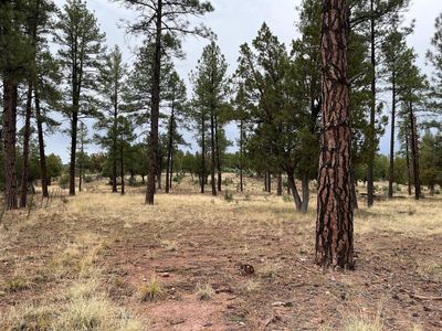 Pcl B1 2 Pine Haven Dr, Pine, AZ, 85544