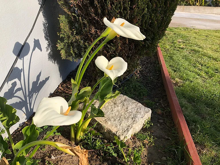 Flower in front yard