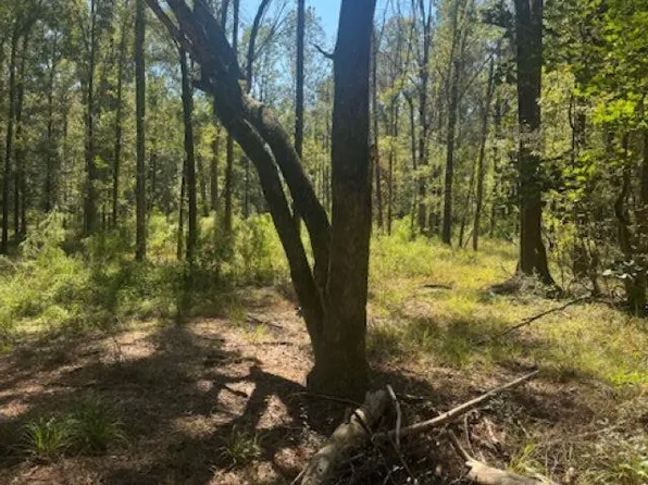 Otto Odom Cir, Denham Springs, LA 70706