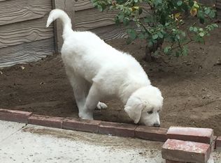 48585 W Robles Rd, Maricopa, AZ 85139