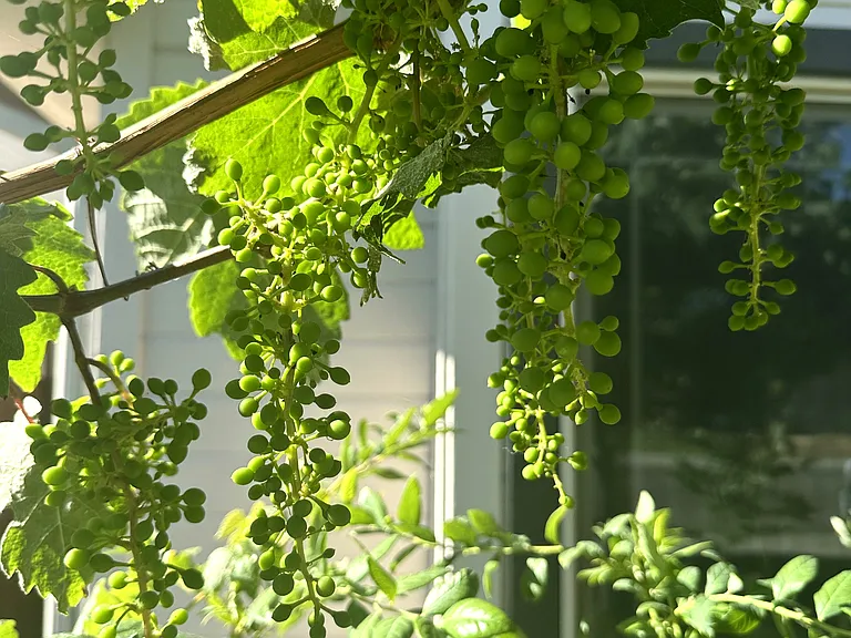 Seedless table grapes will be ready for harvest this fall!