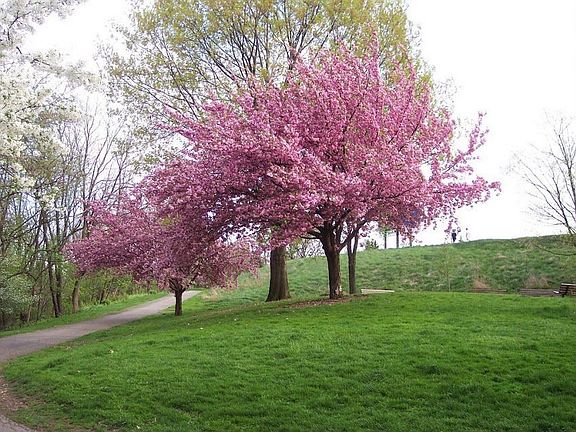 Nearby Park
