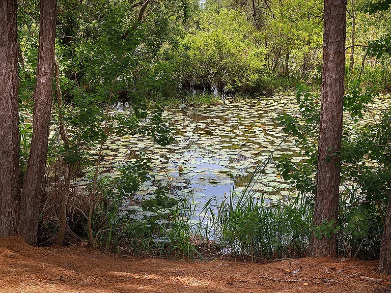 Christopher Todd Communities Woodland — Photo 41