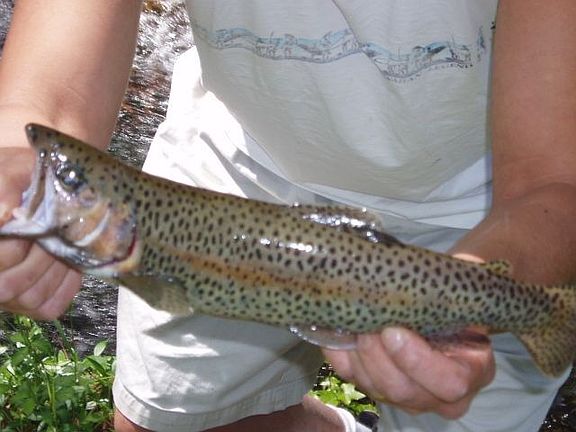 One of many Trout caught in the Creek