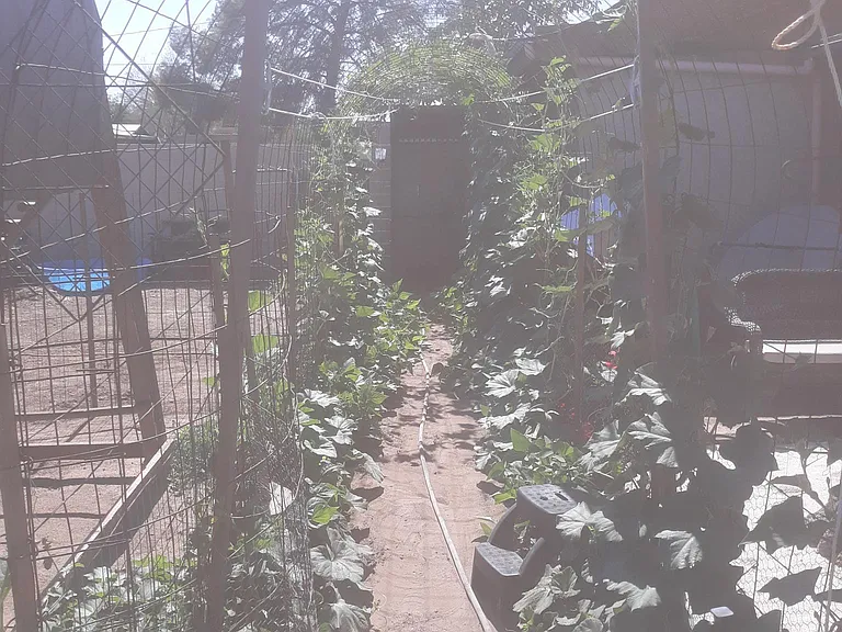 Walkway to unoccupied aviary and small livestock enclosure. Solar clothes dryers down each side. LOL Gourds are planted in the spring.